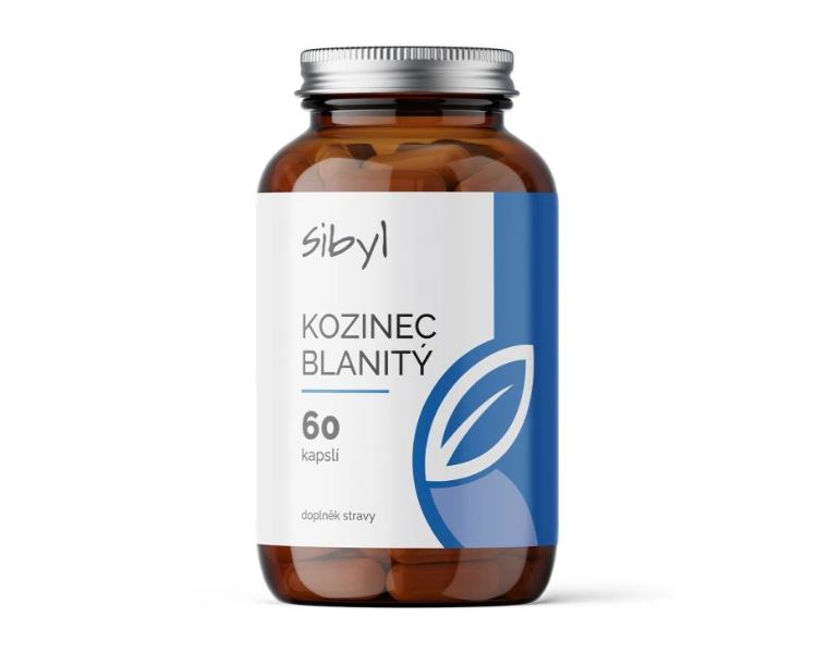 Sibyl Kozinec blanitý