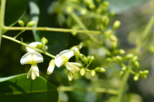 Rutin - Sophora japonica (jerlín japonský)