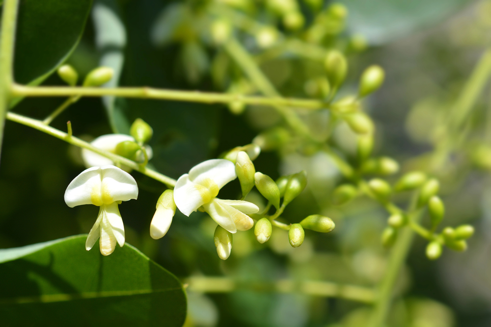 Rutin - Sophora japonica (jerlín japonský)